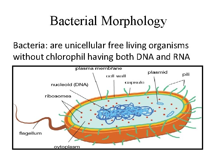 Bacterial Morphology Bacteria: are unicellular free living organisms without chlorophil having both DNA and