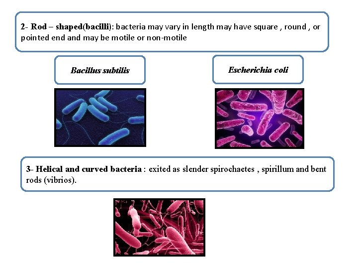 2 - Rod – shaped(bacilli): bacteria may vary in length may have square ,