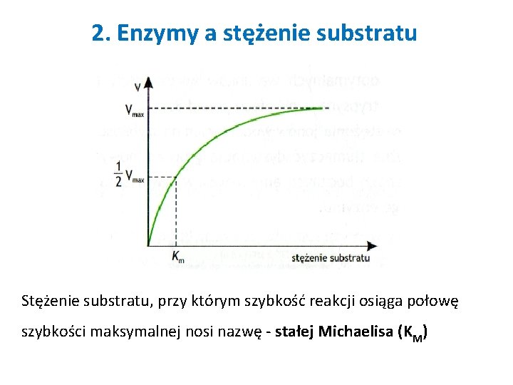 2. Enzymy a stężenie substratu Stężenie substratu, przy którym szybkość reakcji osiąga połowę szybkości