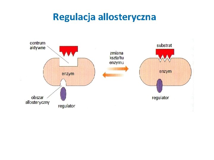 Regulacja allosteryczna 