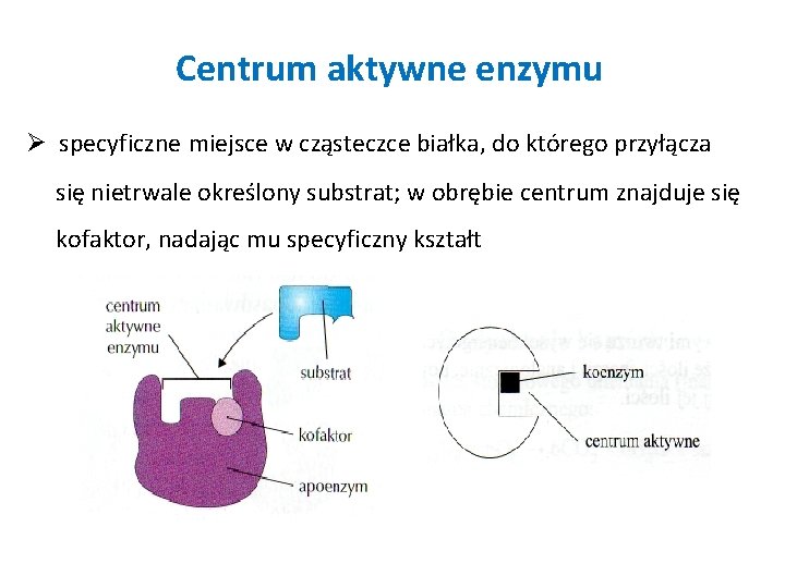 Centrum aktywne enzymu Ø specyficzne miejsce w cząsteczce białka, do którego przyłącza się nietrwale