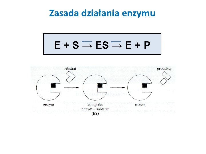 Zasada działania enzymu E + S → E + P 