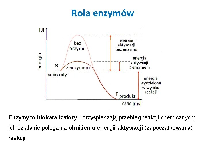 Rola enzymów Enzymy to biokatalizatory - przyspieszają przebieg reakcji chemicznych; ich działanie polega na