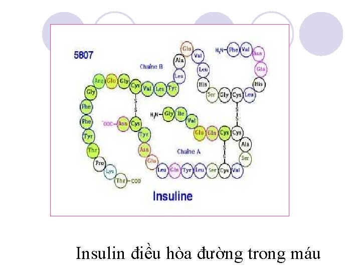 Insulin điều hòa đường trong máu 