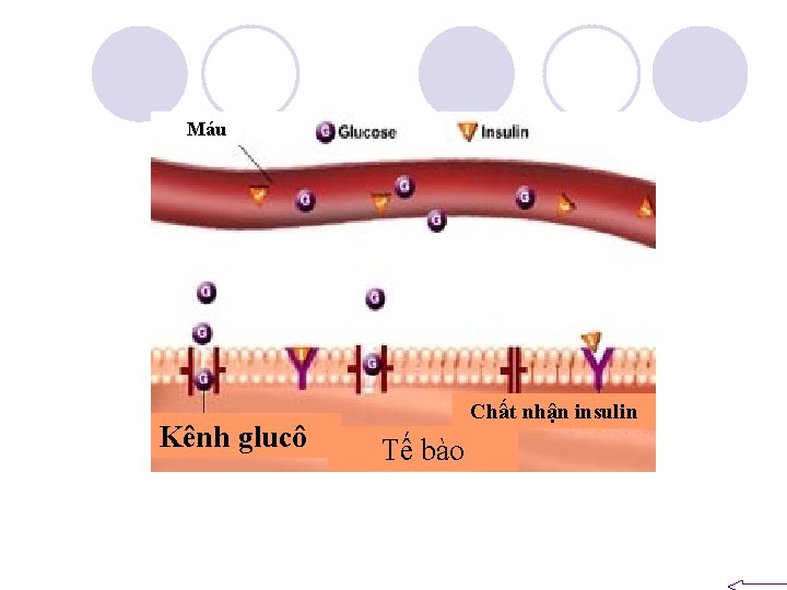 Máu Kênh glucô Chất nhận insulin Tế bào 