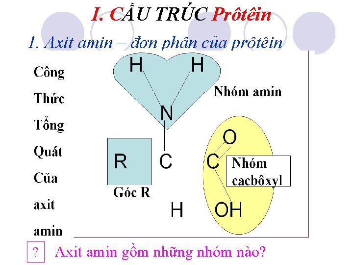I. CẤU TRÚC Prôtêin 1. Axit amin – đơn phân của prôtêin ? Axit