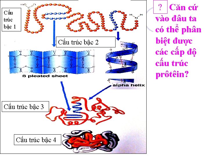 Cấu trúc bậc 1 Cấu trúc bậc 2 Cấu trúc bậc 3 Cấu trúc