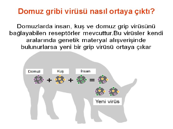 Domuz gribi virüsü nasıl ortaya çıktı? 