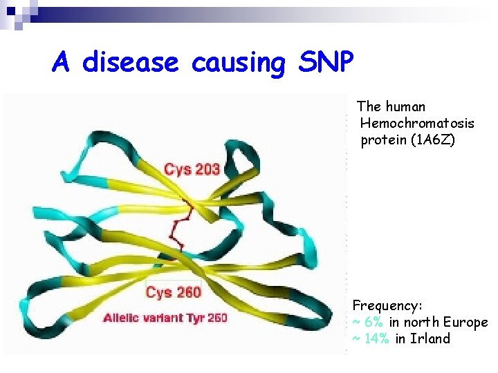 A disease causing SNP The human Hemochromatosis protein (1 A 6 Z) Frequency: ~