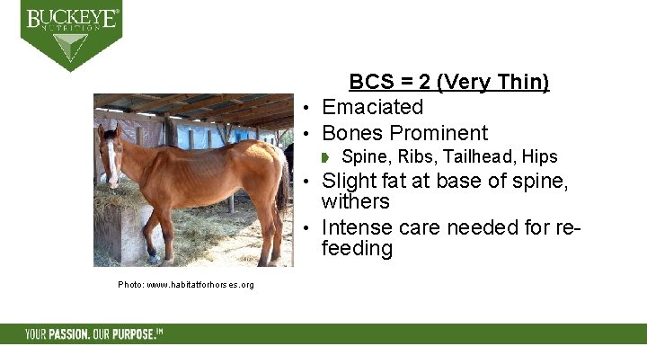 BCS = 2 (Very Thin) • Emaciated • Bones Prominent Spine, Ribs, Tailhead, Hips