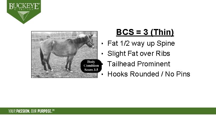 BCS = 3 (Thin) Fat 1/2 way up Spine • Slight Fat over Ribs