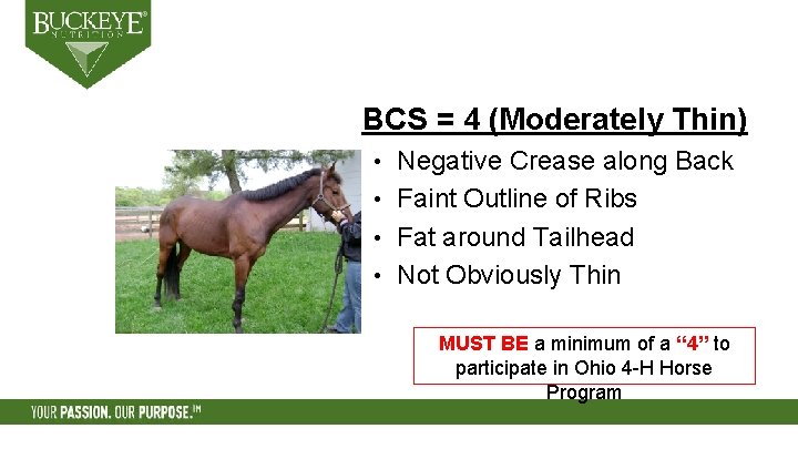 BCS = 4 (Moderately Thin) Negative Crease along Back • Faint Outline of Ribs