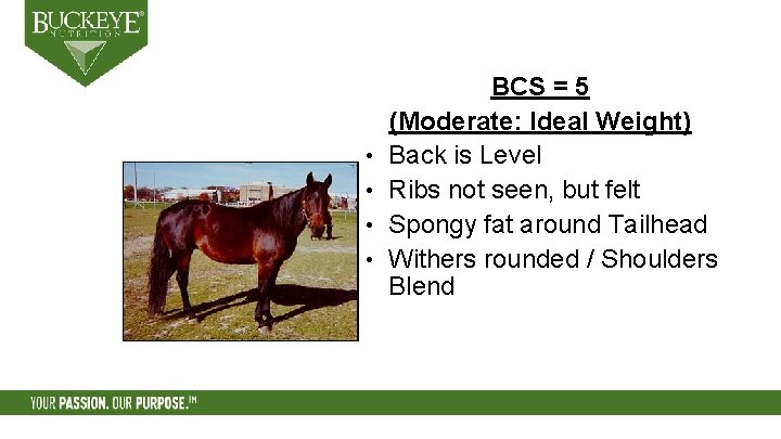  • • BCS = 5 (Moderate: Ideal Weight) Back is Level Ribs not