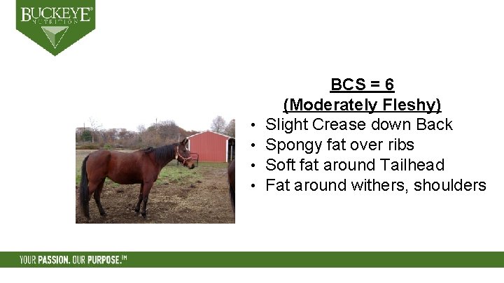  • • BCS = 6 (Moderately Fleshy) Slight Crease down Back Spongy fat