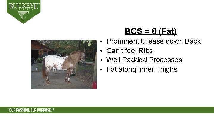 BCS = 8 (Fat) Prominent Crease down Back • Can’t feel Ribs • Well