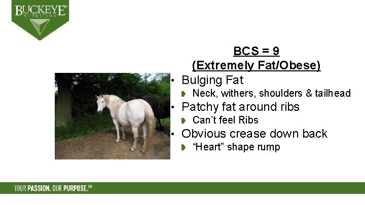 BCS = 9 (Extremely Fat/Obese) • Bulging Fat Neck, withers, shoulders & tailhead •