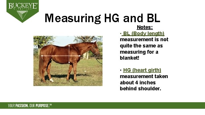 Measuring HG and BL Notes: • BL (Body length) measurement is not quite the