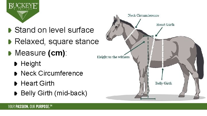 Stand on level surface Relaxed, square stance Measure (cm): Height Neck Circumference Heart Girth