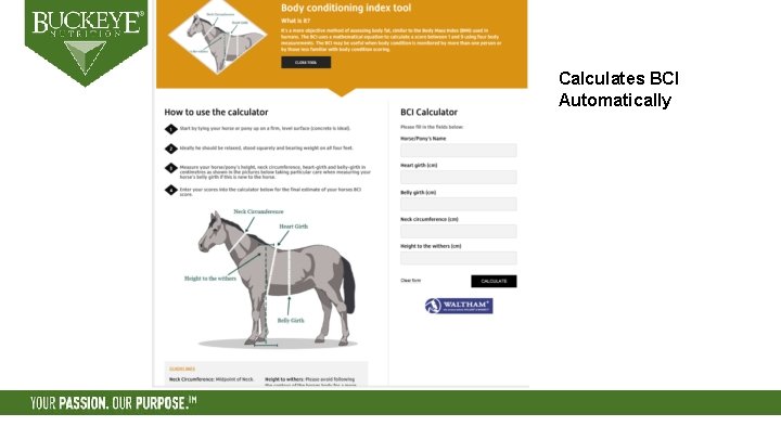 Calculates BCI Automatically 