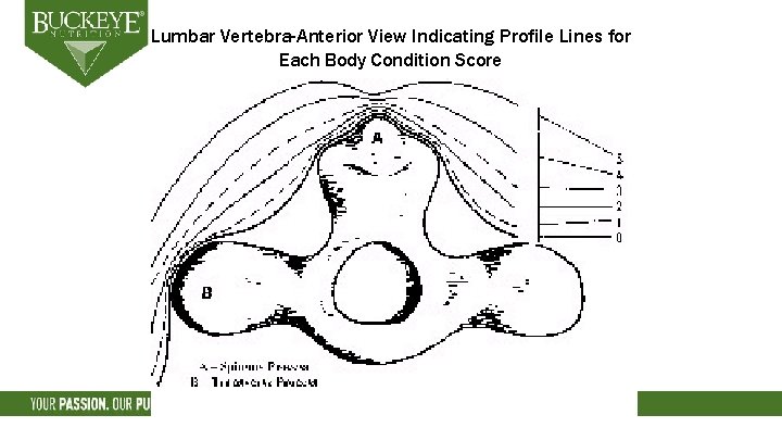 Lumbar Vertebra-Anterior View Indicating Profile Lines for Each Body Condition Score 