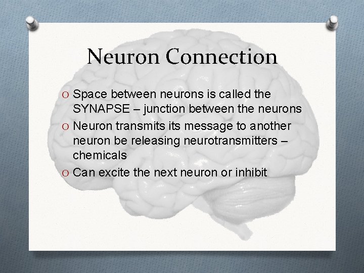 Neuron Connection O Space between neurons is called the SYNAPSE – junction between the