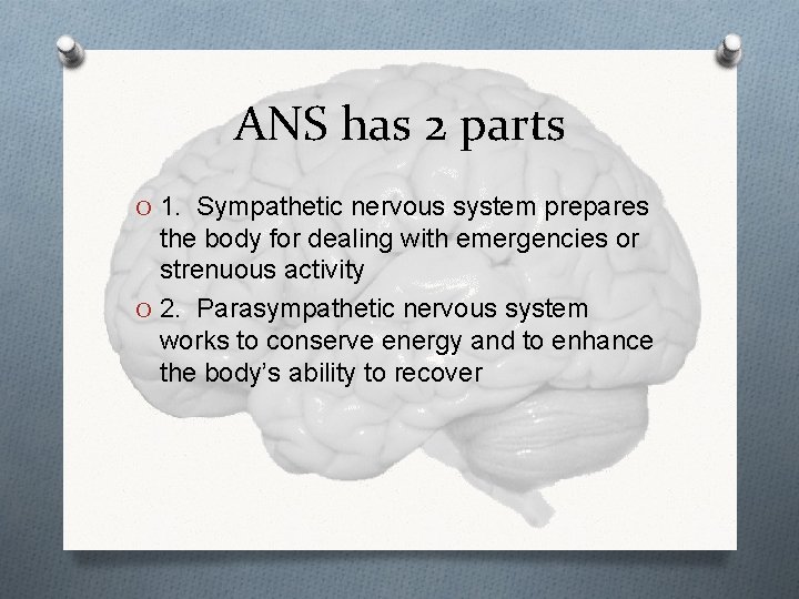 ANS has 2 parts O 1. Sympathetic nervous system prepares the body for dealing ANS has 2 parts O 1. Sympathetic nervous system prepares the body for dealing