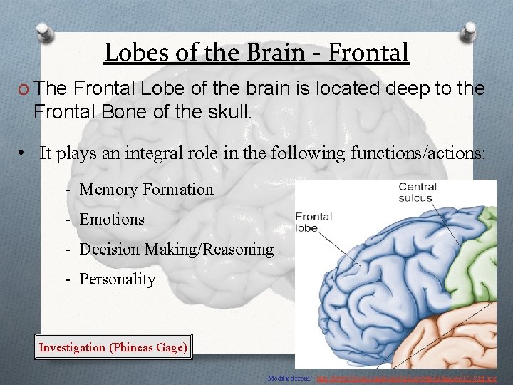 Lobes of the Brain - Frontal O The Frontal Lobe of the brain is