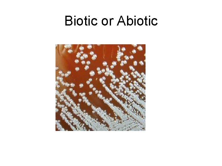 Biotic or Abiotic 