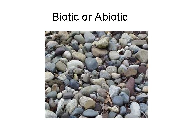 Biotic or Abiotic 