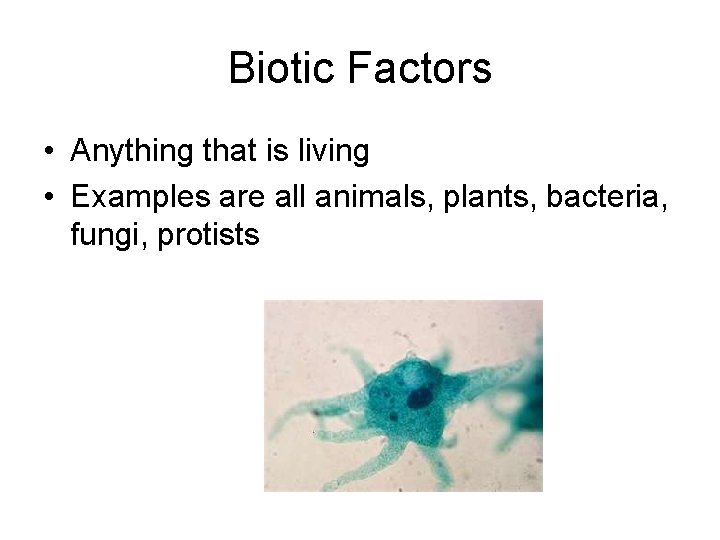 Biotic Factors • Anything that is living • Examples are all animals, plants, bacteria,