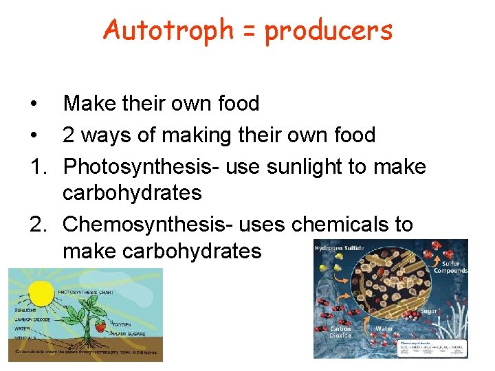 Autotroph = producers • Make their own food • 2 ways of making their