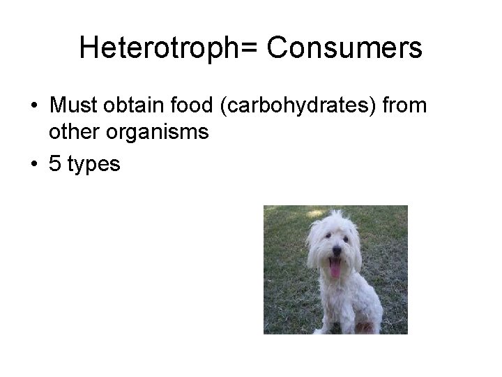 Heterotroph= Consumers • Must obtain food (carbohydrates) from other organisms • 5 types 