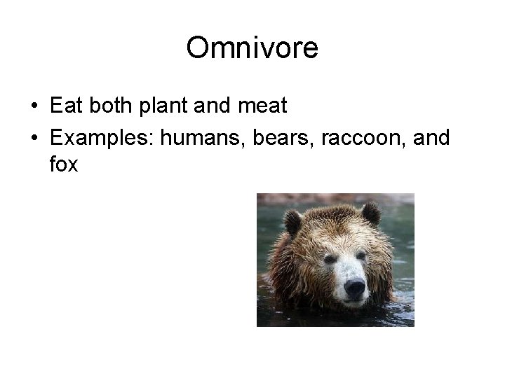 Omnivore • Eat both plant and meat • Examples: humans, bears, raccoon, and fox