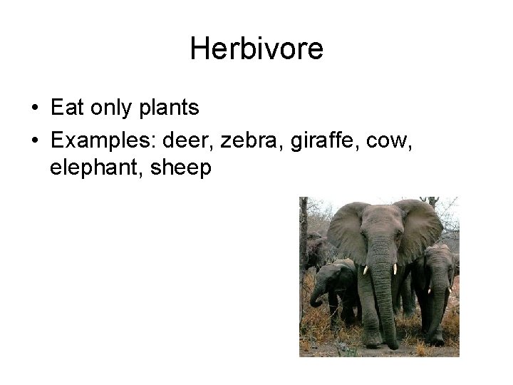 Herbivore • Eat only plants • Examples: deer, zebra, giraffe, cow, elephant, sheep 