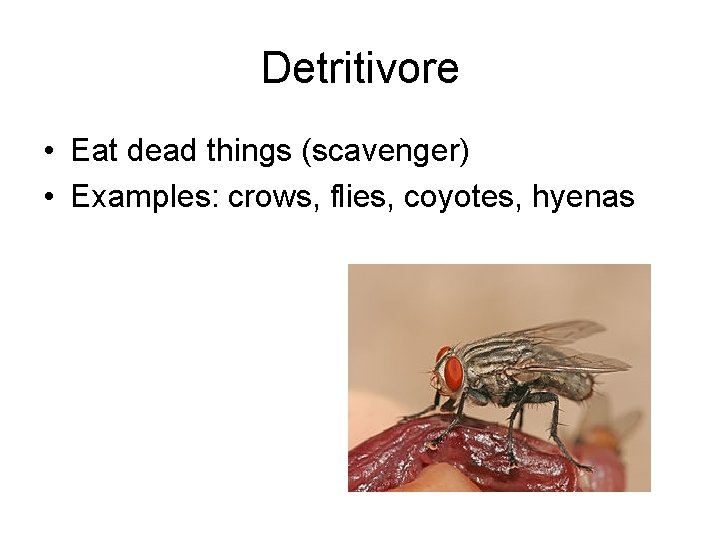 Detritivore • Eat dead things (scavenger) • Examples: crows, flies, coyotes, hyenas 