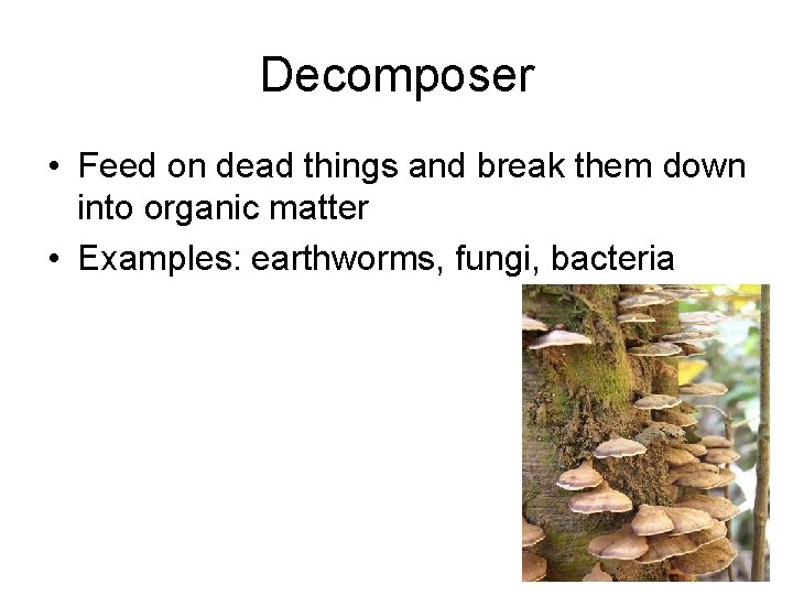 Decomposer • Feed on dead things and break them down into organic matter •