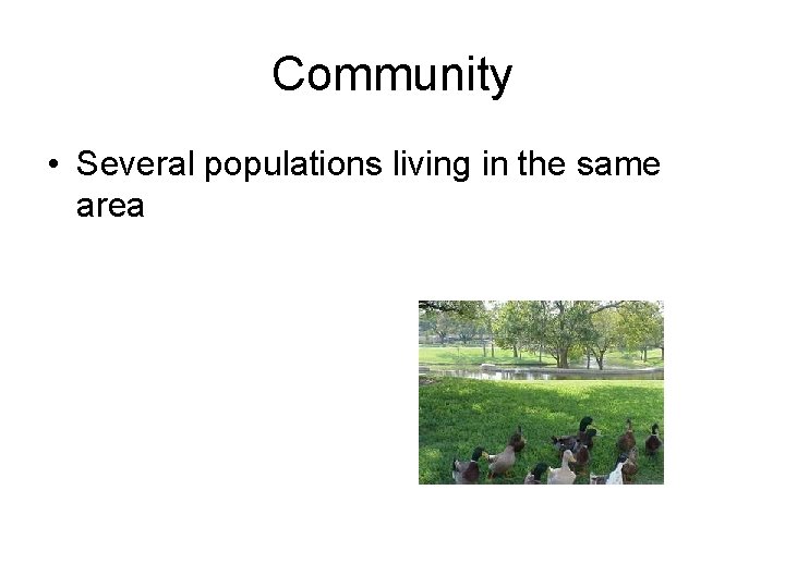 Community • Several populations living in the same area 