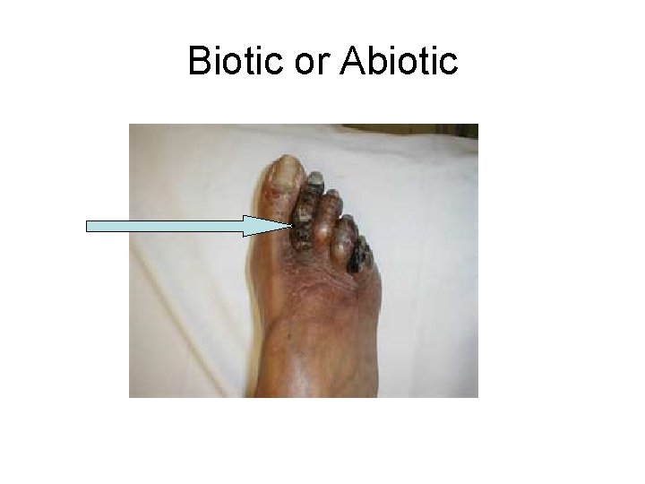 Biotic or Abiotic 