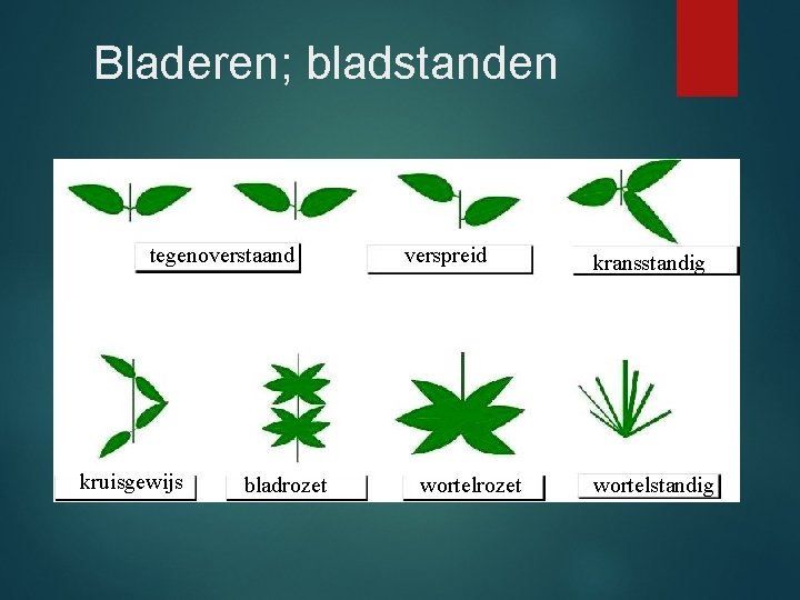 Bladeren; bladstanden tegenoverstaand kruisgewijs bladrozet verspreid wortelrozet kransstandig wortelstandig 