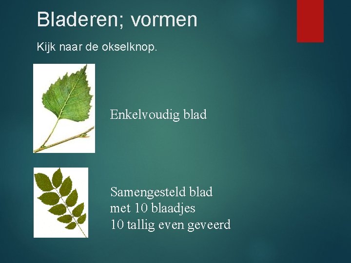 Bladeren; vormen Kijk naar de okselknop. Enkelvoudig blad Samengesteld blad met 10 blaadjes 10