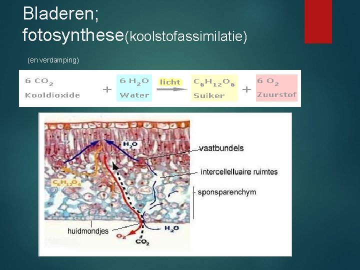 Bladeren; fotosynthese(koolstofassimilatie) (en verdamping) 