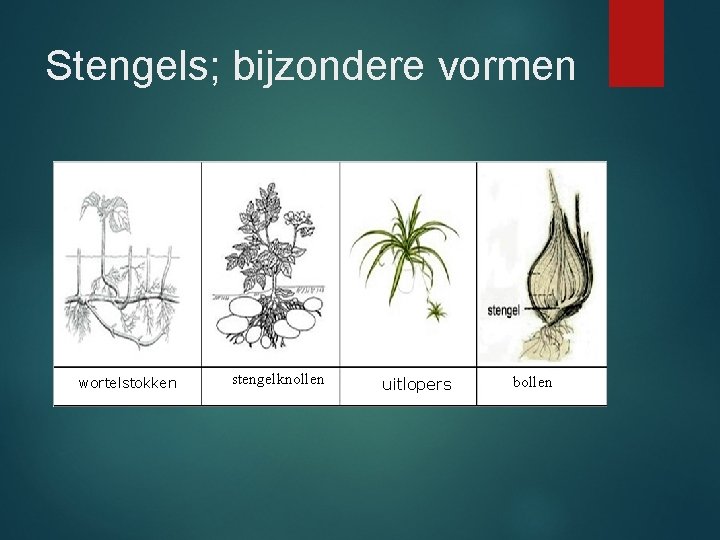 Stengels; bijzondere vormen wortelstokken stengelknollen uitlopers bollen 