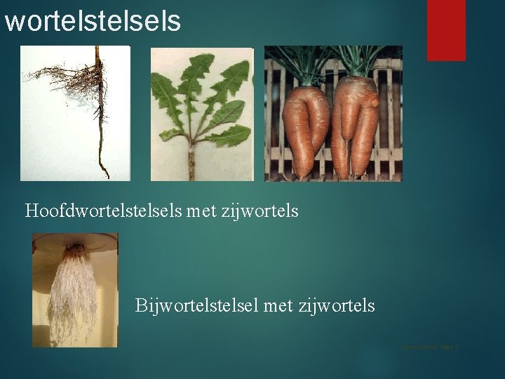 wortelsels Hoofdwortelsels met zijwortels Bijwortelsel met zijwortels Functie wortel Video 2 