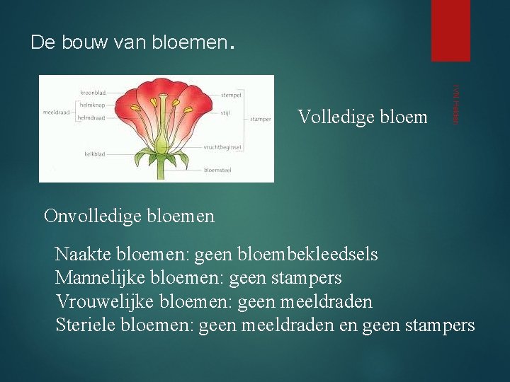 De bouw van bloemen. IVN Helden Volledige bloem Onvolledige bloemen Naakte bloemen: geen bloembekleedsels