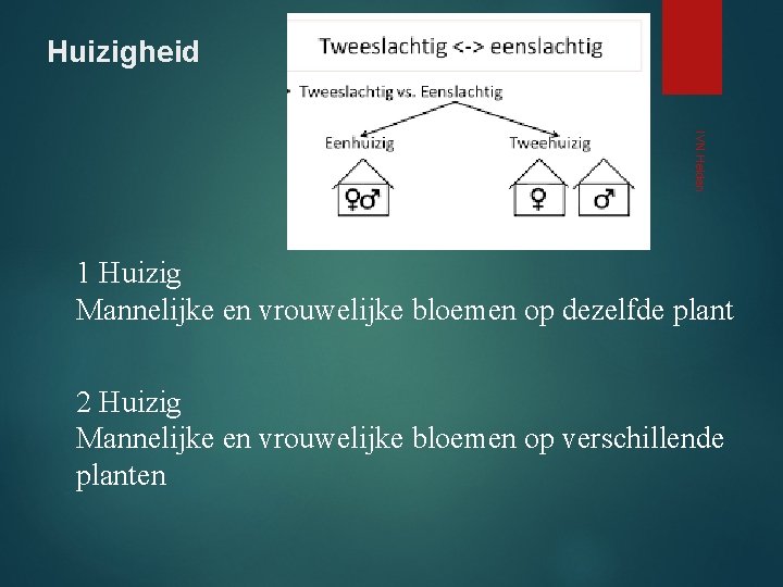 Huizigheid IVN Helden 1 Huizig Mannelijke en vrouwelijke bloemen op dezelfde plant 2 Huizig