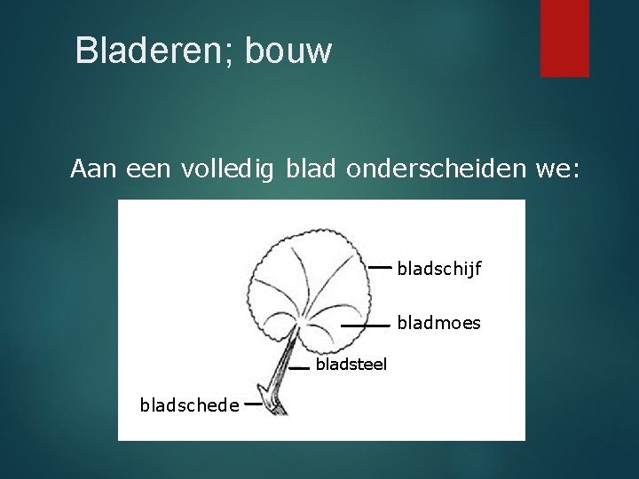 Bladeren; bouw Aan een volledig blad onderscheiden we: bladschijf bladmoes bladsteel bladschede 