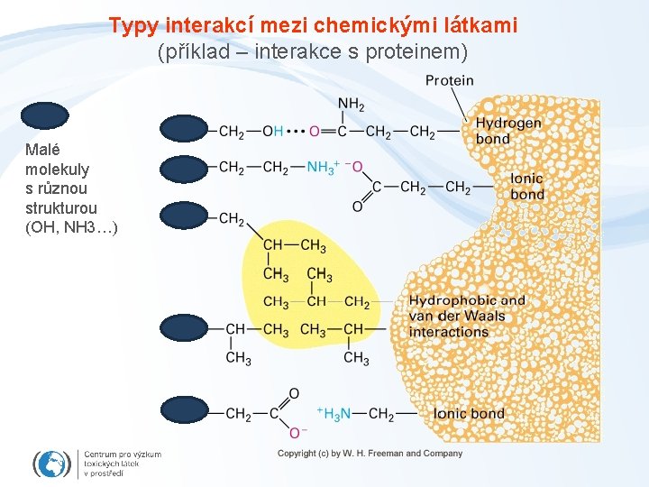 Typy interakcí mezi chemickými látkami (příklad – interakce s proteinem) Malé molekuly s různou