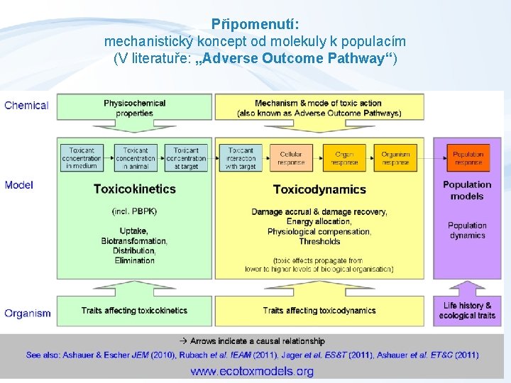 Připomenutí: mechanistický koncept od molekuly k populacím (V literatuře: „Adverse Outcome Pathway“) 