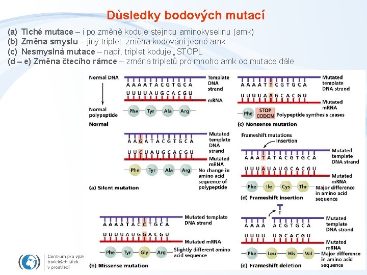 Důsledky bodových mutací (a) Tiché mutace – i po změně koduje stejnou aminokyselinu (amk)