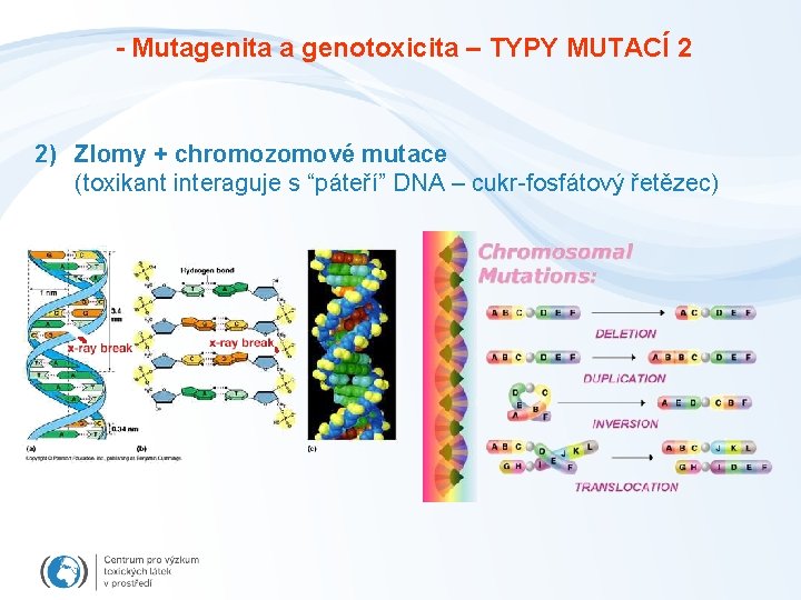 - Mutagenita a genotoxicita – TYPY MUTACÍ 2 2) Zlomy + chromozomové mutace (toxikant